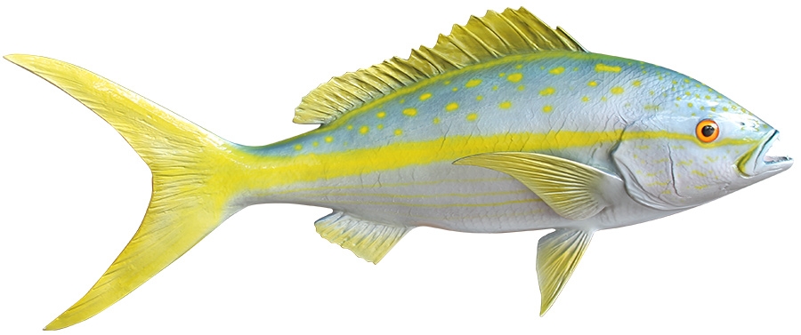  الأسماك النهاشة صفراء الذيل Yellowtail snappers 
