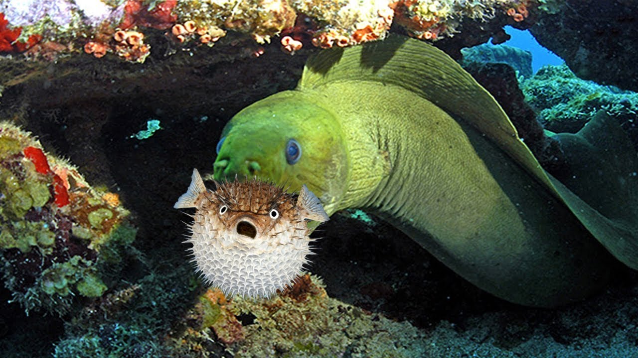 الشاقة الافعوانية Moray eel 