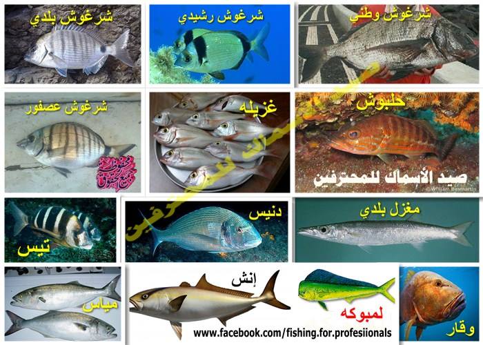 مواسم السمك في الأسكندرية