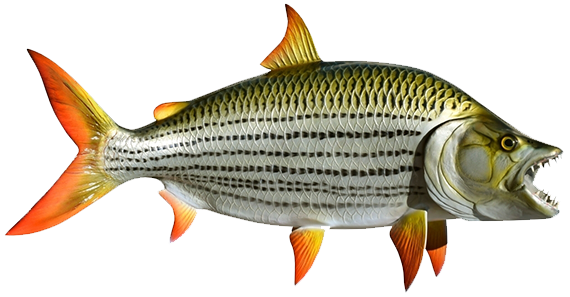 سمكة التيجر فيش او كلب السمك