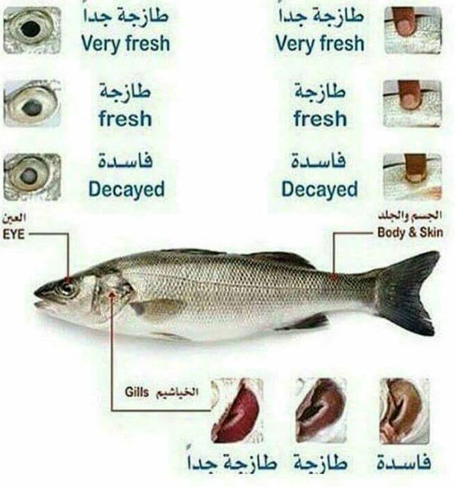 كيف تميز الاسماك الطازجة