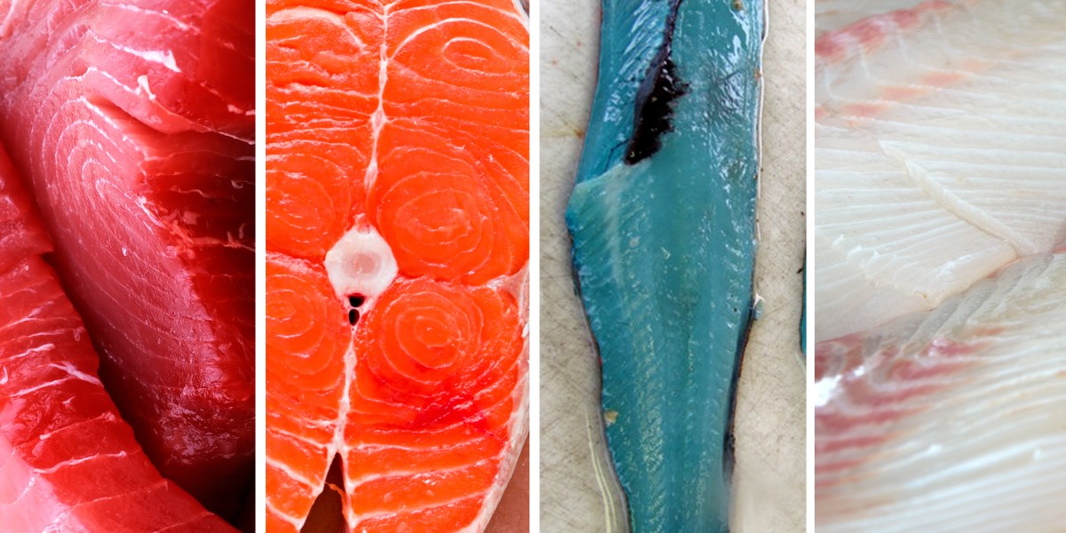 أنواع الأسماك سمك ابيض سمك احمر سمك أزرق 
