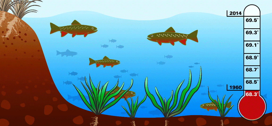 تأثير غريب للتغير المناخي على الأسماك