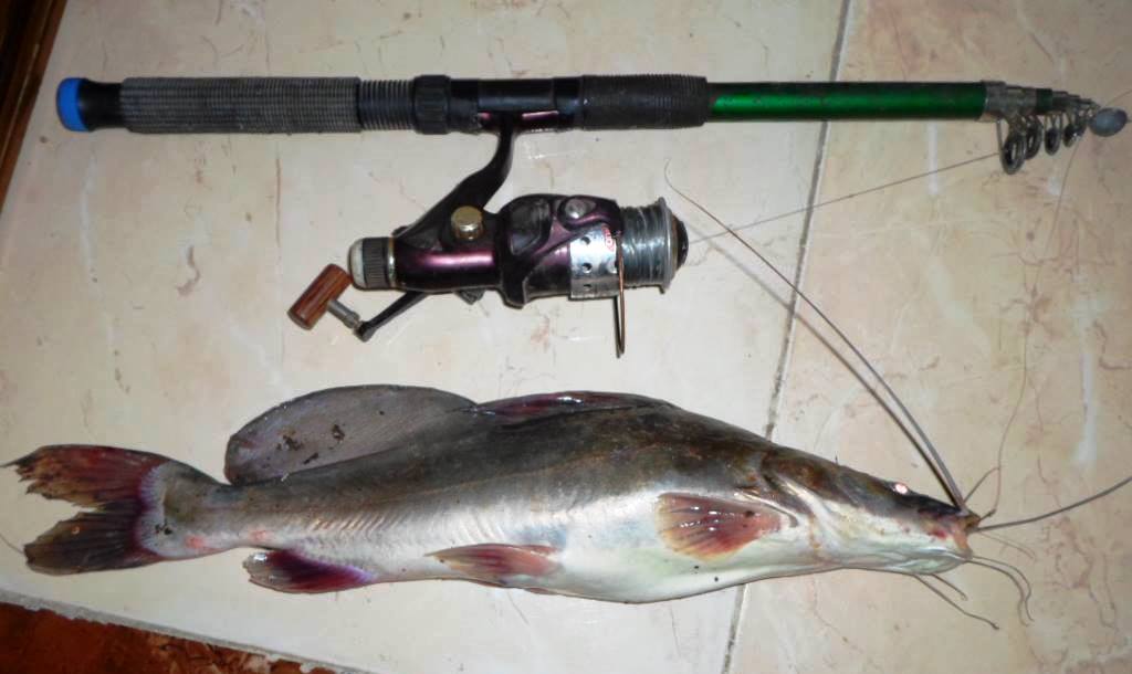 صيد سمك البياض النيلي