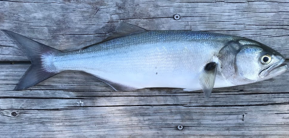 كل ما يتعلق بصيد سمك المياس مواسم الطعم طرق الصيد