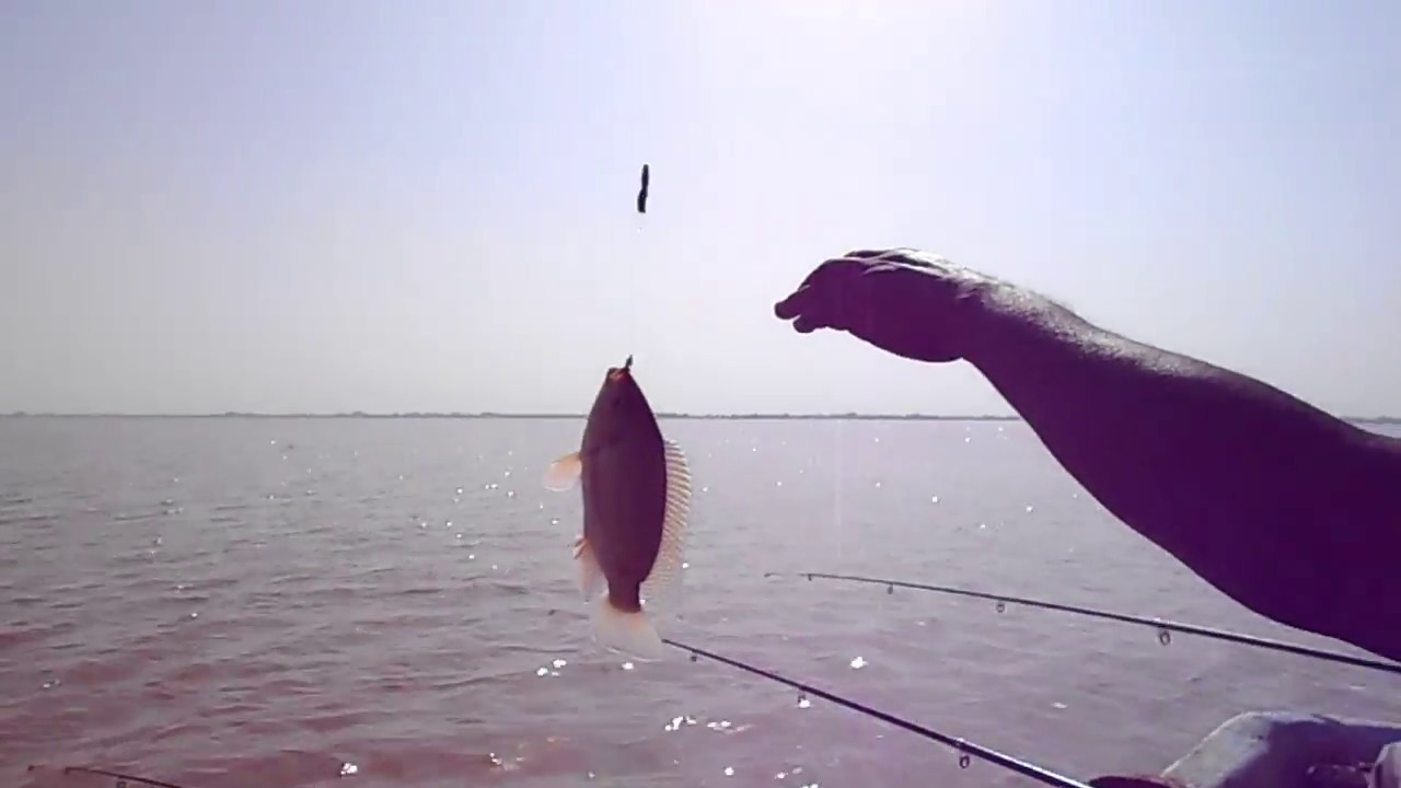 مواسم صيد الاسماك فى نهر النيل