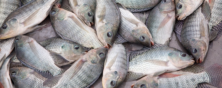 مواسم و طرق صيد سمكة البلطي