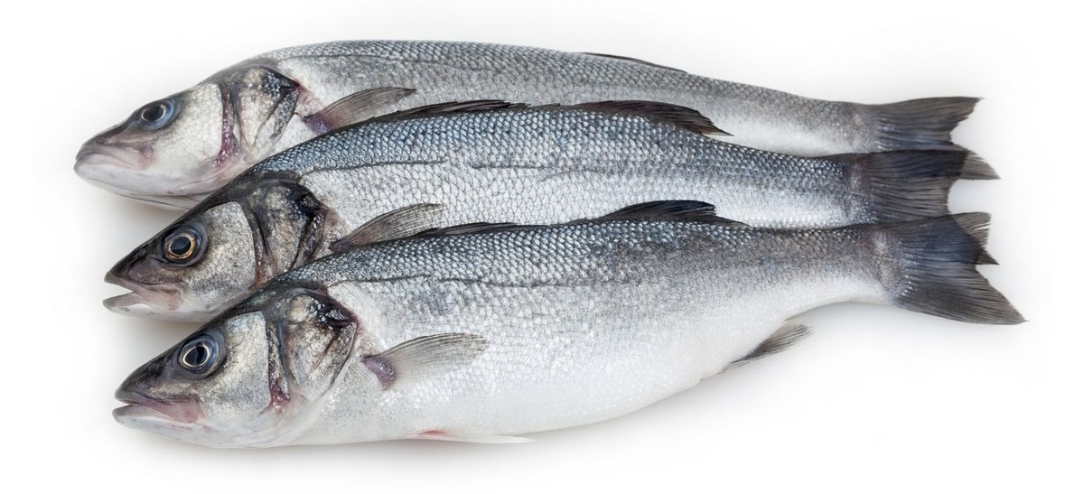 سمك السيباس (القاروص)