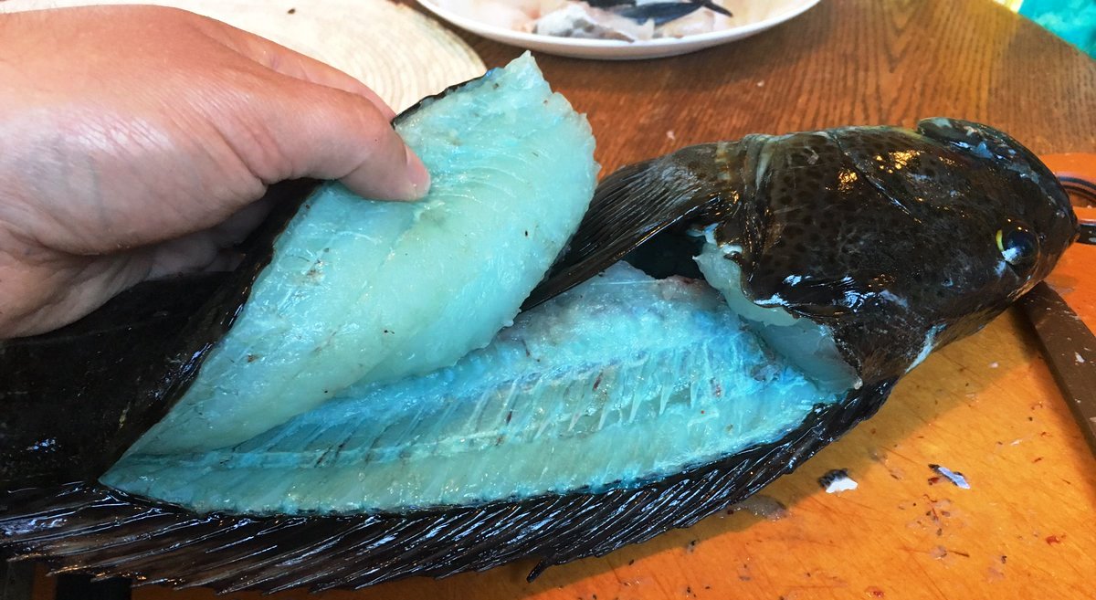 سمكة "اللينجكود الازرق Blue lingcod"