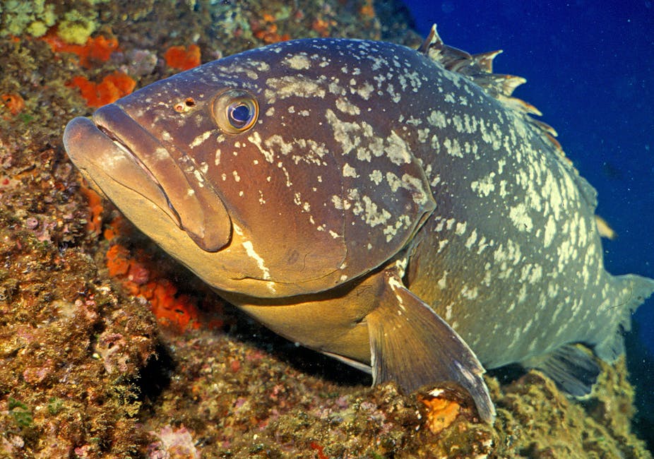 صيد سمك الوقار ( Grouper ) .. بالتفصيل
