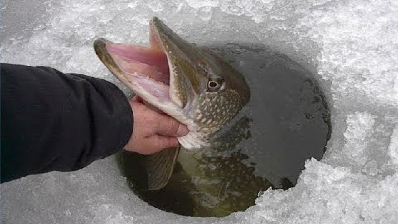 كيف تستطيع الأسماك العيش تحت الجليد؟