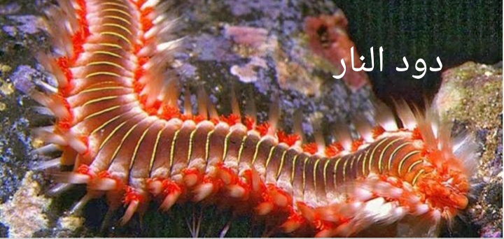 دود النار