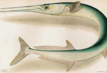 سمك الخرمان