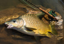 طرق صيد سمكة البني