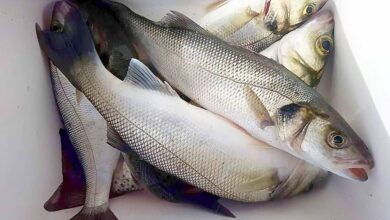 موسم سمك القاروص وطرق صيده بالتفصيل