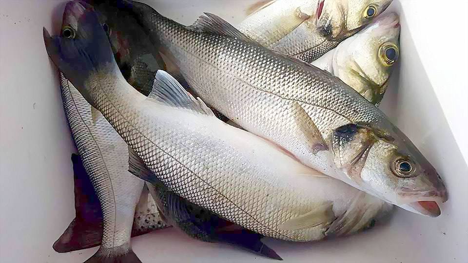 موسم سمك القاروص وطرق صيده بالتفصيل