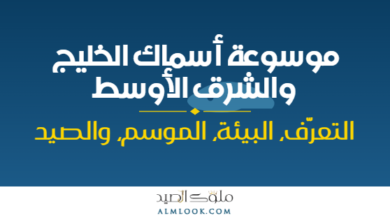 صورة بارزة للمقال 4494