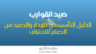 صورة بارزة للمقال 4497