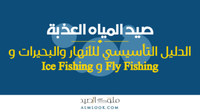 صورة بارزة للمقال 4502